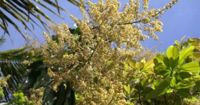 Preventing Powdery Mildew in Mango Orchards: ICAR-CISH Releases Advisory