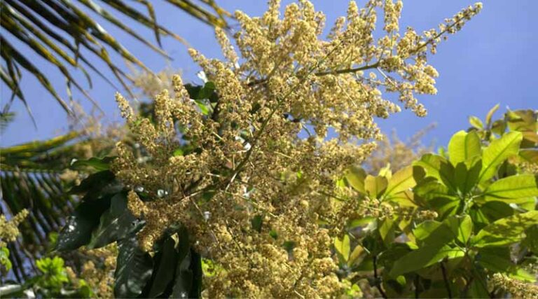 Preventing Powdery Mildew in Mango Orchards: ICAR-CISH Releases Advisory