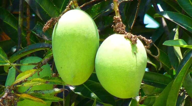 Urgent Advisory: Protect Mango Panicles from Powdery Mildew This Week