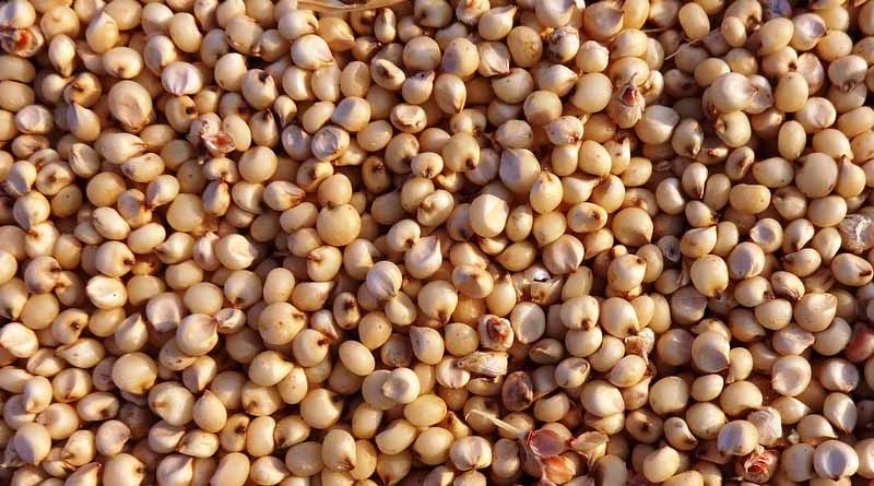 Sorghum Varieties