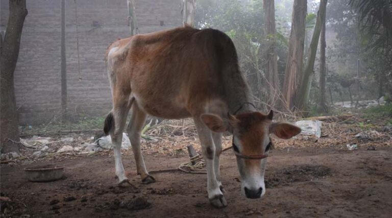 Schemes for Dairy Farmer in India