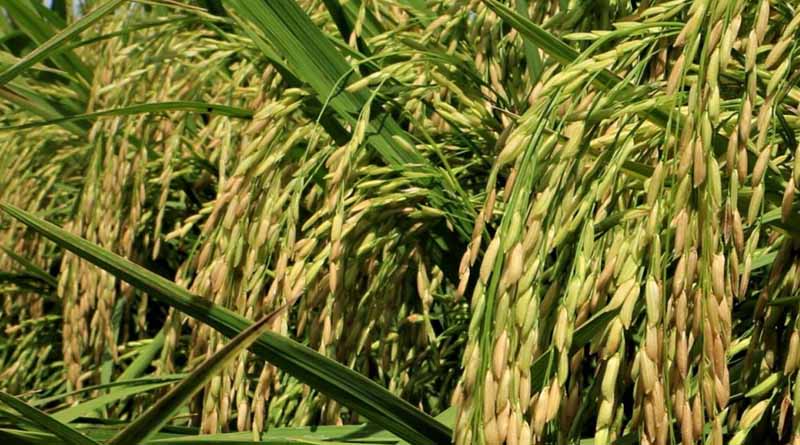 IRRI launches AI-Powered Global Digital Platform For Hybrid Rice Breeding And Parental Selection