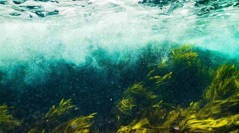 India's Seaweed Sector Could Surge to ₹3,277 Crore Within the Next 10 Years: Report
