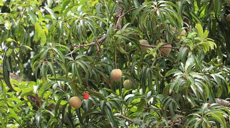 Managing Mango Wilt in India: Chemical Control and Best Practices