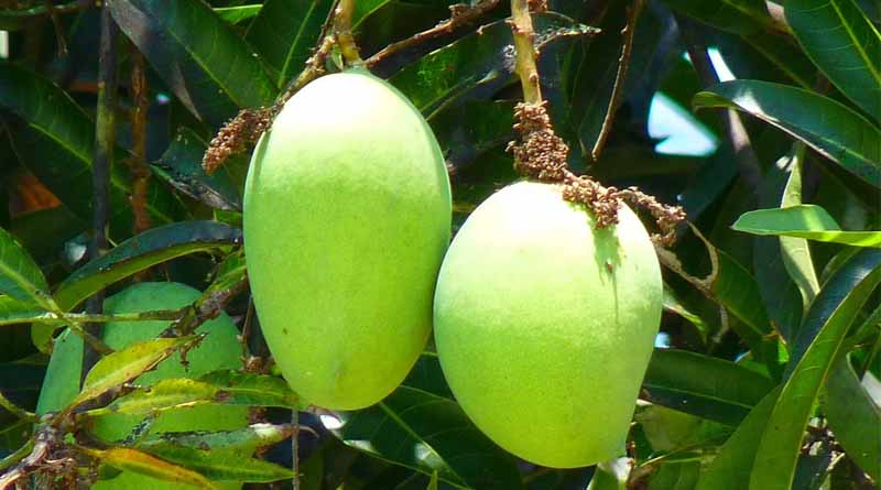 Bark Eating Caterpillar: A Major Threat to Guava Trees and Its Management