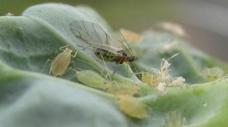 Simon's Seasonal Insights Spring 2025 - Aphid Forecast And Leafy Salad Start