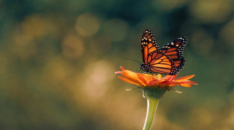 Center for Food Safety Urges Final ESA Protection for Monarch Butterflies as Numbers Hit Historic Lows