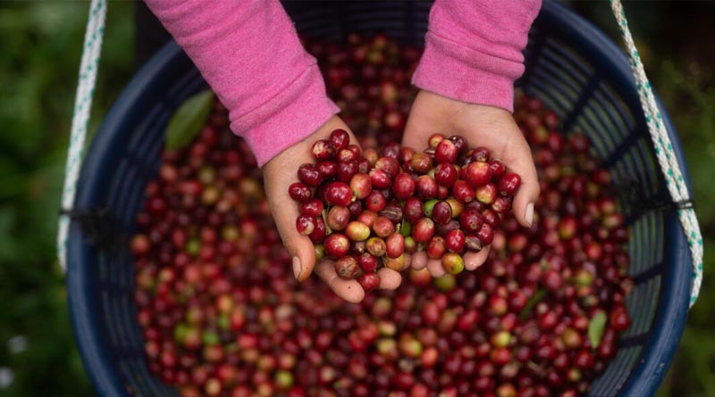 Adverse Climatic Conditions Drive Coffee Prices To Highest Level In Years
