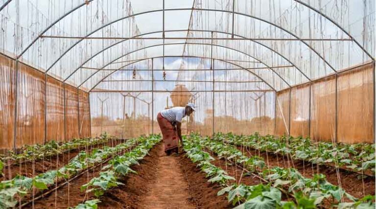 Ugbaad Symbolizes Hope: Somalia Looks To Boost Climate Resilient Agriculture With New Project