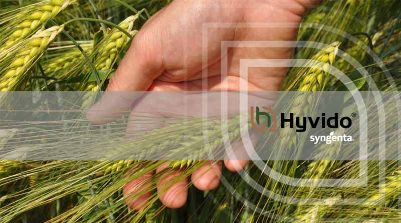 HYVIDO® Hybrid Barley PGRs: Embrace the Little-and-Often Programmed Approach