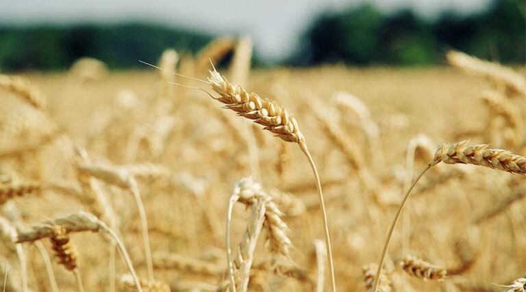 Wheat Procurement Begins in Uttar Pradesh Today: MSP Set at ₹2,425 per Quintal