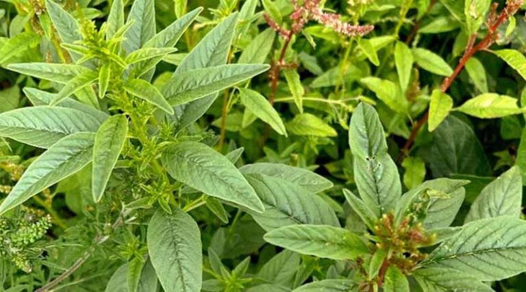 Superweed Crisis: Glyphosate-Resistant Waterhemp Spreads in New York, Threatens Crops