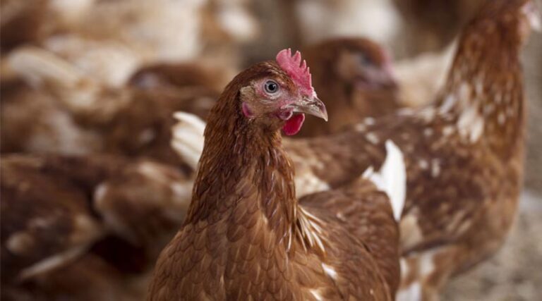 The Spread of H5N1 Highly Pathogenic Avian Influenza Calls For Stepped Up Action, FAO says