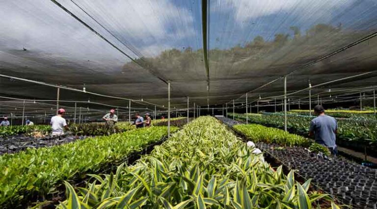 FAO Urges Bold And Urgent Action To Safeguard Plant Health As Global Body Convenes In Rome