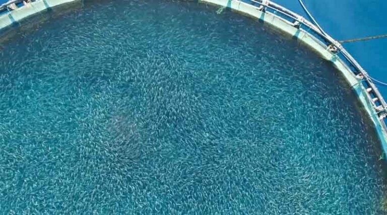 Federal Court Strikes Down Unlawful Permit Allowing Industrial Fish Farming in Ocean Waters