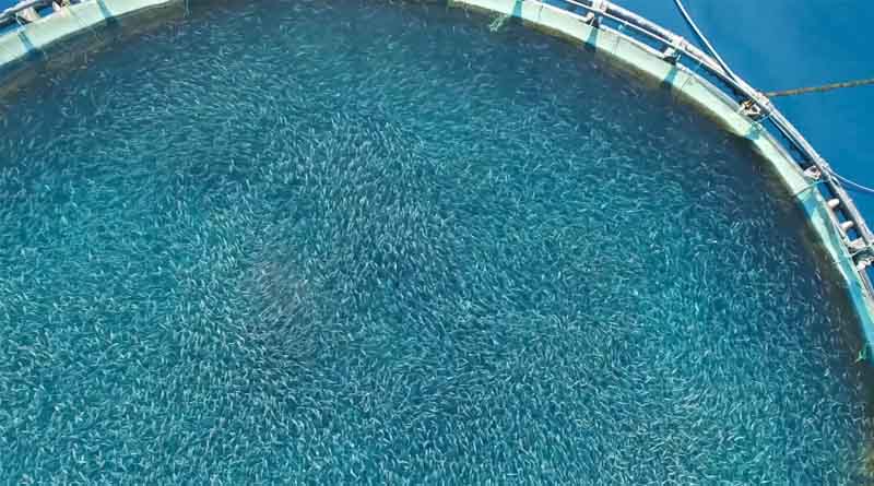 Federal Court Strikes Down Unlawful Permit Allowing Industrial Fish Farming in Ocean Waters