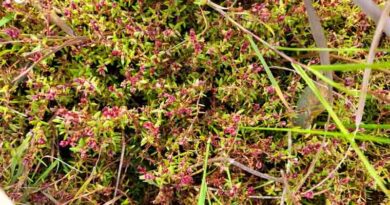 “Mitey” Progress Of Crassula Biocontrol At RSPB Conwy, North Wales