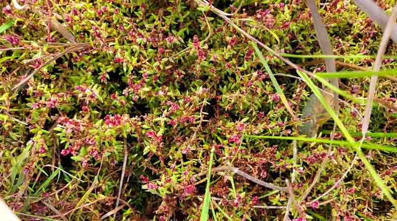 “Mitey” Progress Of Crassula Biocontrol At RSPB Conwy, North Wales