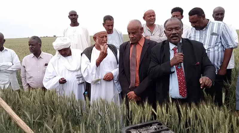 Rebuilding Sudan’s Wheat Sector