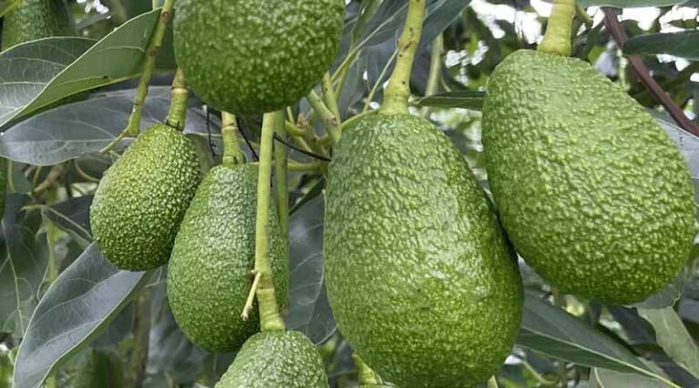 Far North Queensland Growers Still See Positive Results Amid Challenging Harvest