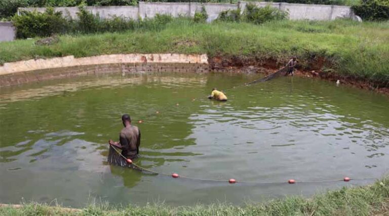 An Entrepreneur’s Journey In Aquaculture: Fueled By Partnership, Innovation, And Resilience