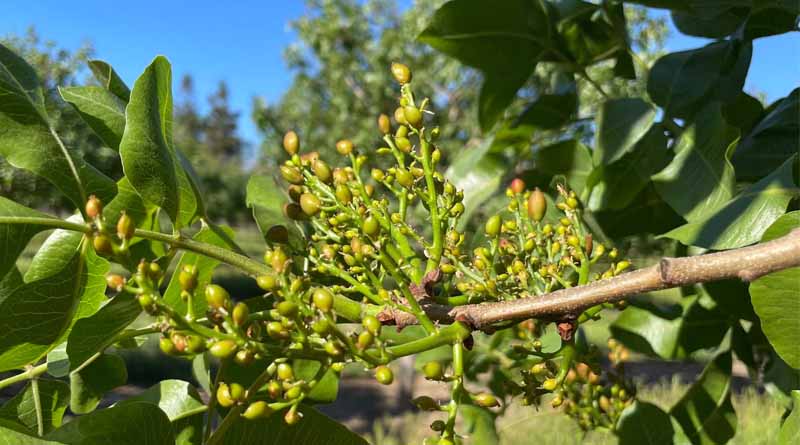 Cracking the Code of Pistachio Genetics