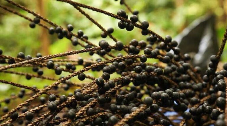 The Cultivation Behind the Trendy Berry Boost (Asaí Palm)