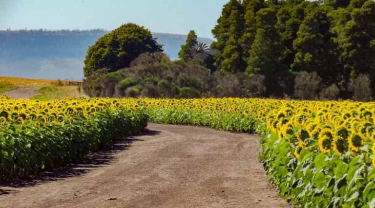 Syngenta And Pepsico Reward Farmers For Regenerative Farming Practices