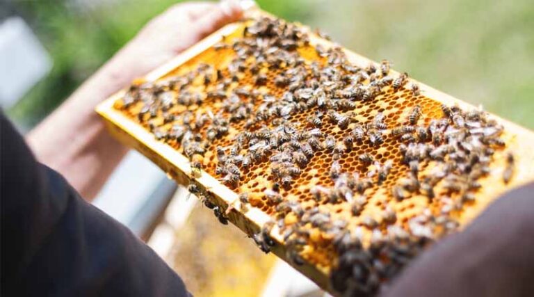 Operation of Beekeeping and Honey Mission in India