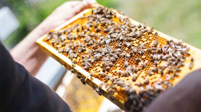 Operation of Beekeeping and Honey Mission in India