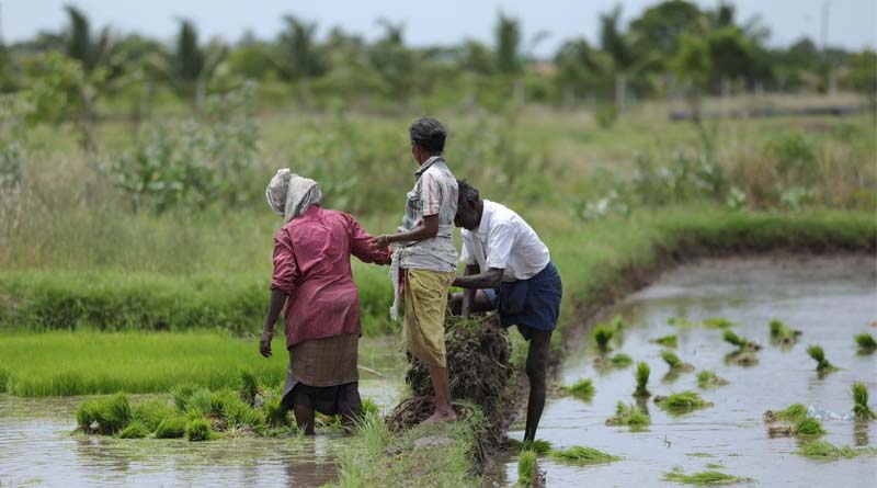 ICAR Develops Over 2,900 Climate-Resilient Crop Varieties to Support Indian Farmers
