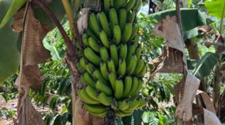 Voices Of Ntungamo: The Role Of Youth In Agriculture And Food Security