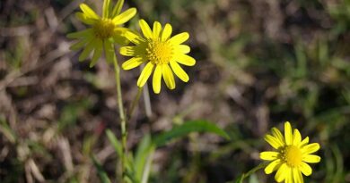 New Registration For Trezac Arylex Active Helping Graziers Extinguish Fireweed