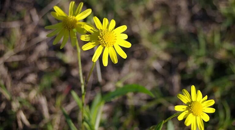 New Registration For Trezac Arylex Active Helping Graziers Extinguish Fireweed