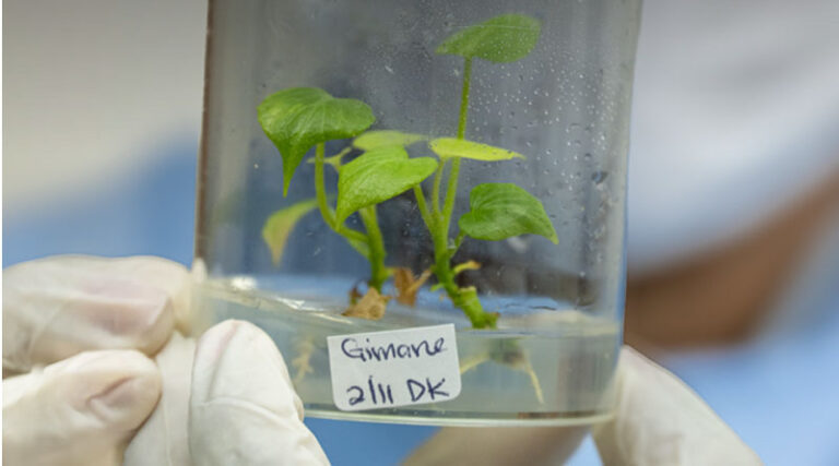 New FAO Report Checks Up on the Health of Crop Diversity Conservation