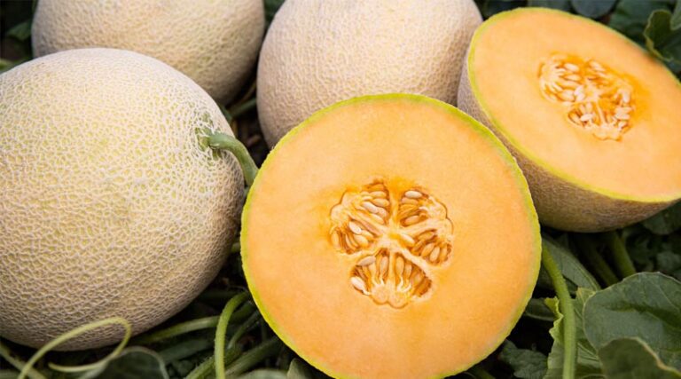 More Efficient, Higher Quality Cantaloupe Harvest