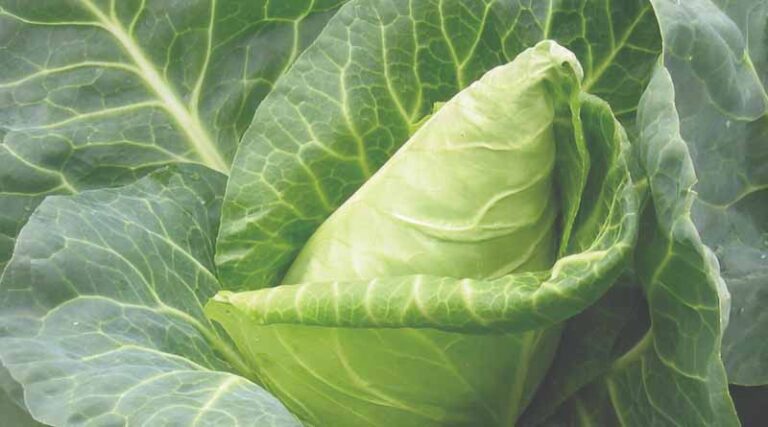 Marshal: 30 Years And Still On Point