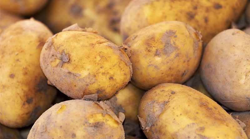 Tripura's Bold Mission: Achieving Potato Self-Sufficiency by 2029 with High-Yield Super Seeds!