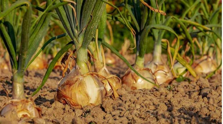 Central Govt Lifts Onion Export Duty: Boost for Farmers in Maharashtra, Madhya Pradesh, and Gujarat