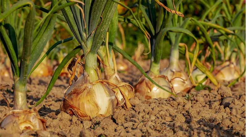 Central Govt Lifts Onion Export Duty: Boost for Farmers in Maharashtra, Madhya Pradesh, and Gujarat