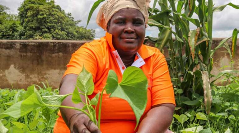 How an Entrepreneur Turned Vitamin A Orange Sweet Potato Vine Production into Income