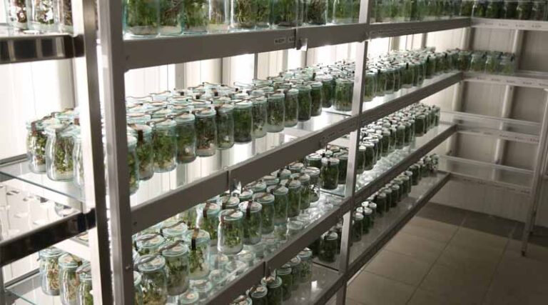 The Genetic Diversity Of Our Plants And Forests Is At Risk, New FAO Reports Warn