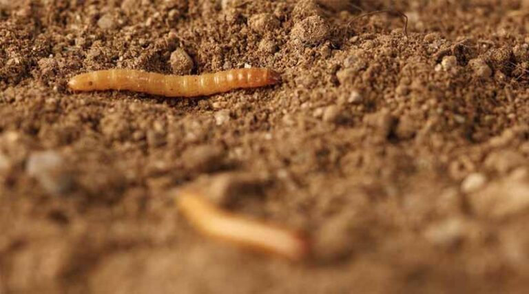 Wireworm Spread Hits Tuber Surface Damage