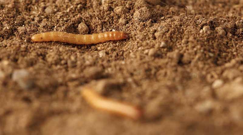 Wireworm Spread Hits Tuber Surface Damage