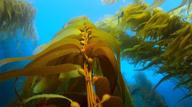 India's Seaweed Production Reaches 72,385 Tonnes in 2023