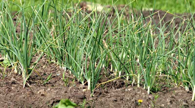 Rajasthan Farmers Shift from Coriander to Garlic Due to Declining Yields and Prices