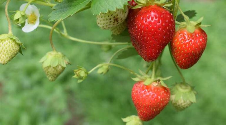 Heatwave Slashes Maharashtra’s Strawberry and Mango Yields by Half