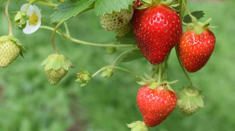 Heatwave Slashes Maharashtra’s Strawberry and Mango Yields by Half