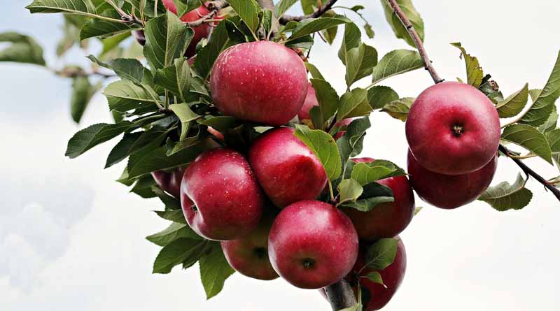 Spray Schedule for the Control of Diseases of Apple for 2025