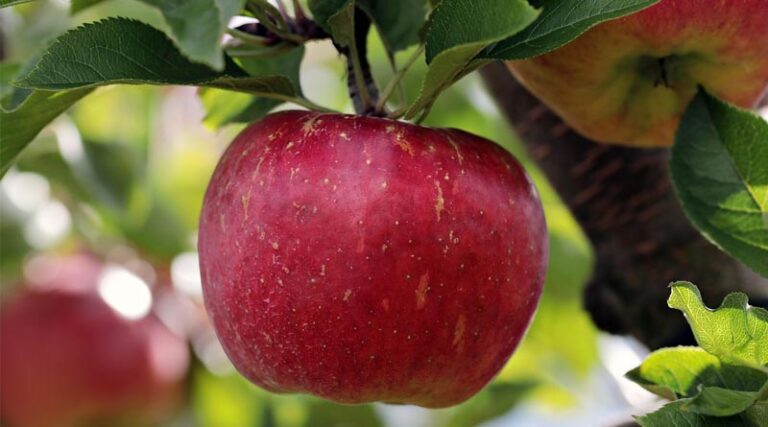 Recommendations for Hail Damage Management in Apple Orchards (Spray Schedule 2025)